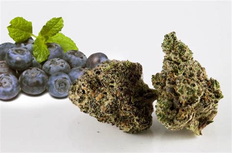 haze berry strain review.